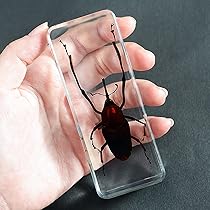 アザミカマキリ雌　立体標本 公式ショップ】 カマキリの立体標本 | あおむしBlog 標本 - 標本